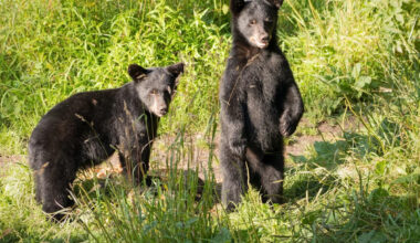 California bear attacks camper near Lake Tahoe, is euthanized, and leaves 2 cubs behind