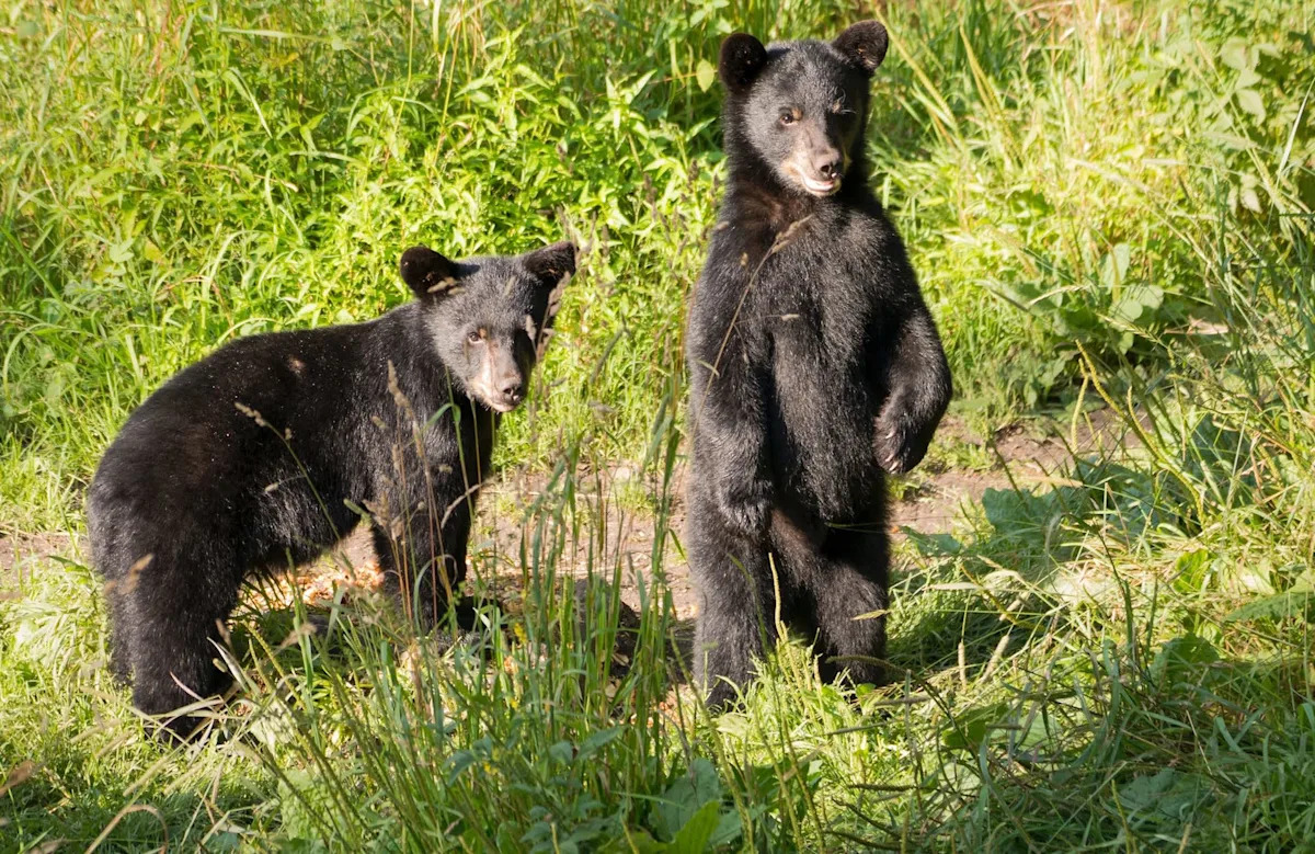 California bear attacks camper near Lake Tahoe, is euthanized, and leaves 2 cubs behind