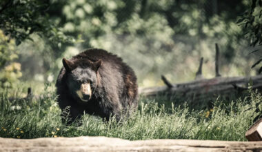 Cyclist Going 25 MPH Hits a Bear on a California Road and Ends Up in the Hospital