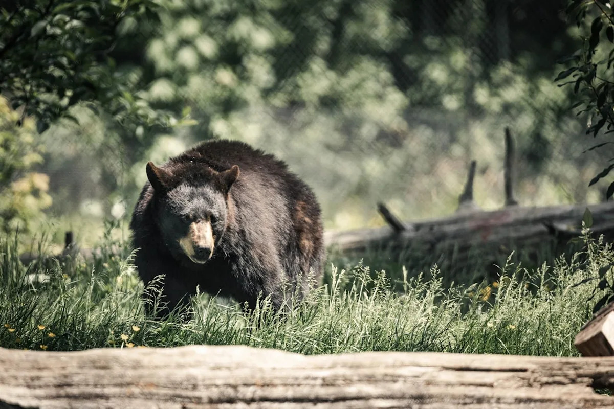 Cyclist Going 25 MPH Hits a Bear on a California Road and Ends Up in the Hospital