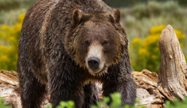 Manage existing predators before bringing back grizzlies