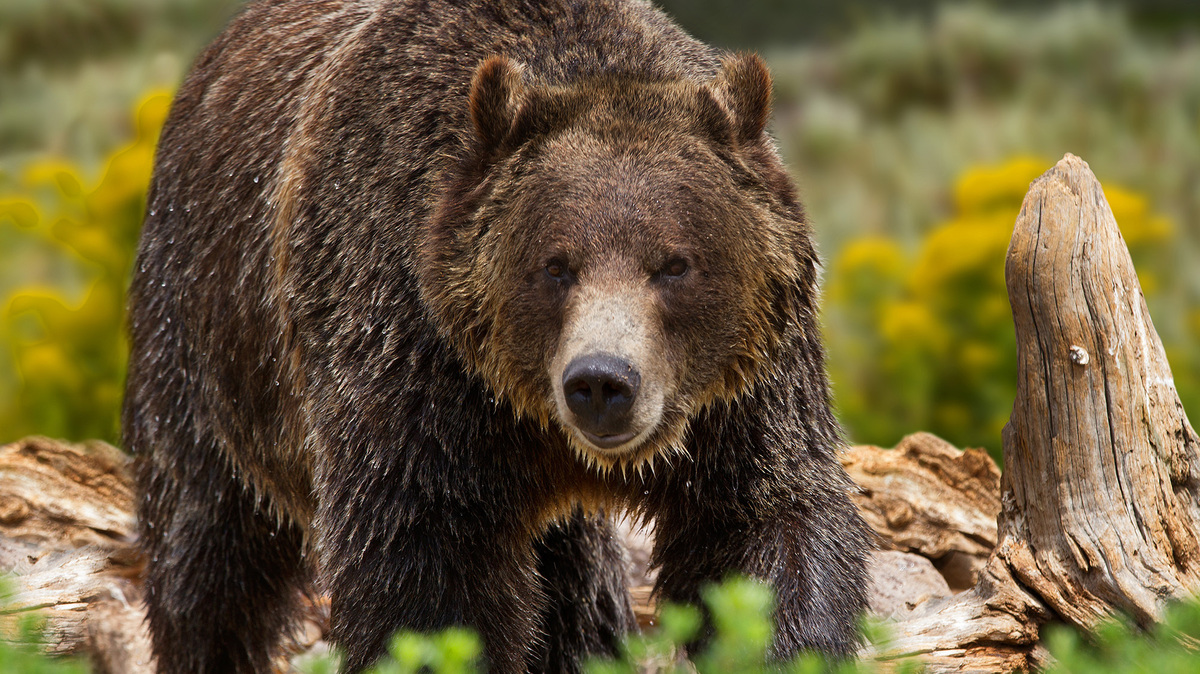 Manage existing predators before bringing back grizzlies