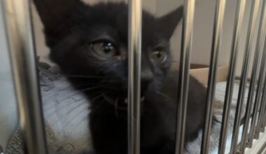 More than 300 pets find new homes in San Diego adoption event – NBC 7 San Diego
