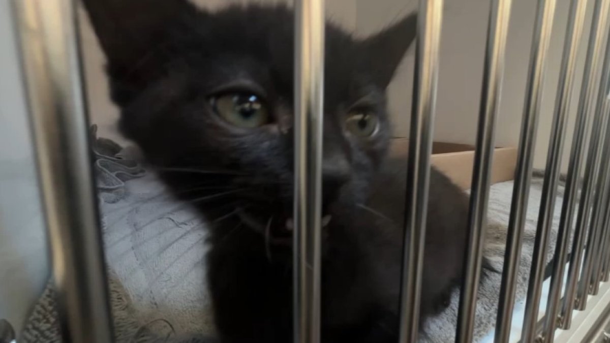 More than 300 pets find new homes in San Diego adoption event – NBC 7 San Diego