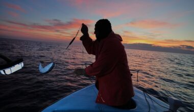 Greece is paying fishermen to catch toxic toadfish invading the warming Mediterranean