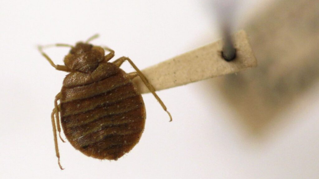 A bedbug