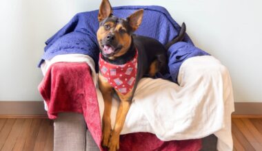 Invite an adoptable pup from Pasadena Humane for a ‘Fourth of July Sleepover’ – NBC Los Angeles