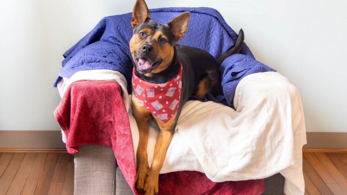 Invite an adoptable pup from Pasadena Humane for a ‘Fourth of July Sleepover’ – NBC Los Angeles