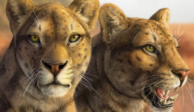heads of two tawny cats with large fangs, one staring at viewer