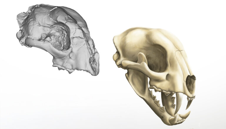 a gray cat cranium and a yellow skull of a sabertooth