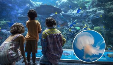 The West Coast’s biggest aquarium is debuting a massive $2M jellyfish exhibit — featuring 40+ species in a 7,700-gallon saltwater tank