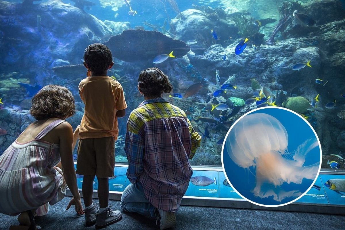 The West Coast’s biggest aquarium is debuting a massive $2M jellyfish exhibit — featuring 40+ species in a 7,700-gallon saltwater tank
