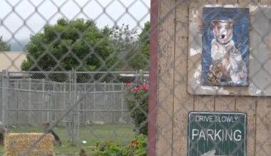 Remains of more than 100 dogs found at mass grave site in Northern California – NBC Bay Area