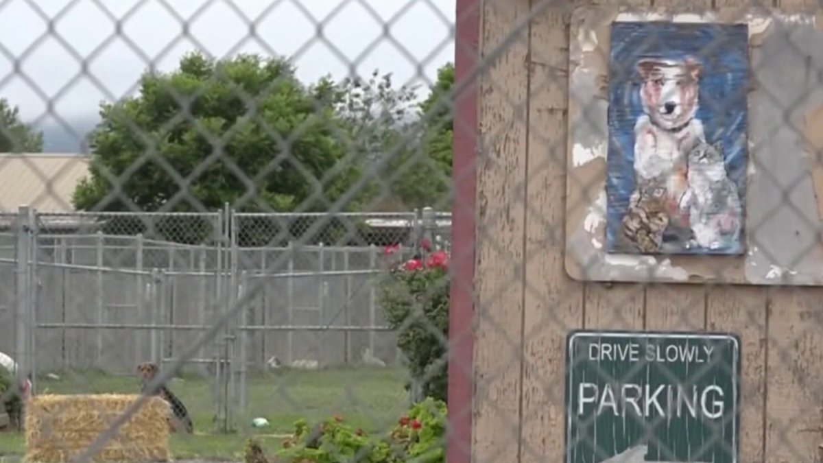 Remains of more than 100 dogs found at mass grave site in Northern California – NBC Bay Area