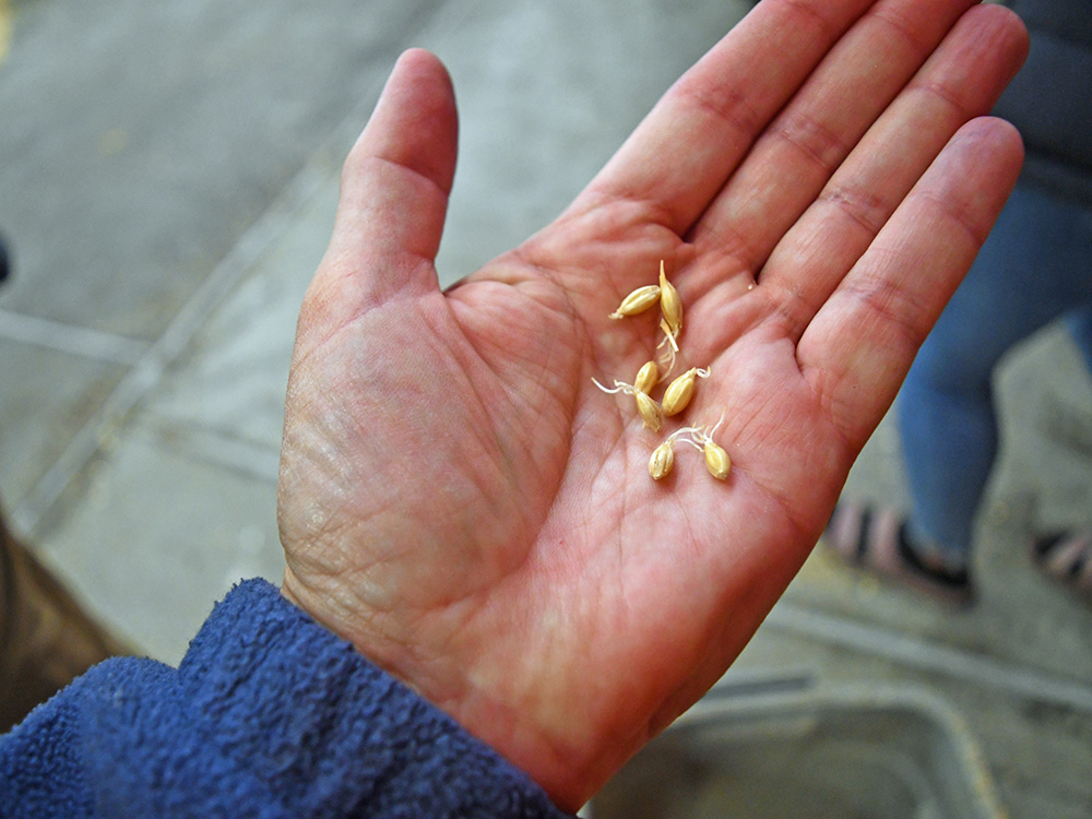 Local farmers grow malting barley for brewing beer – Daily Democrat