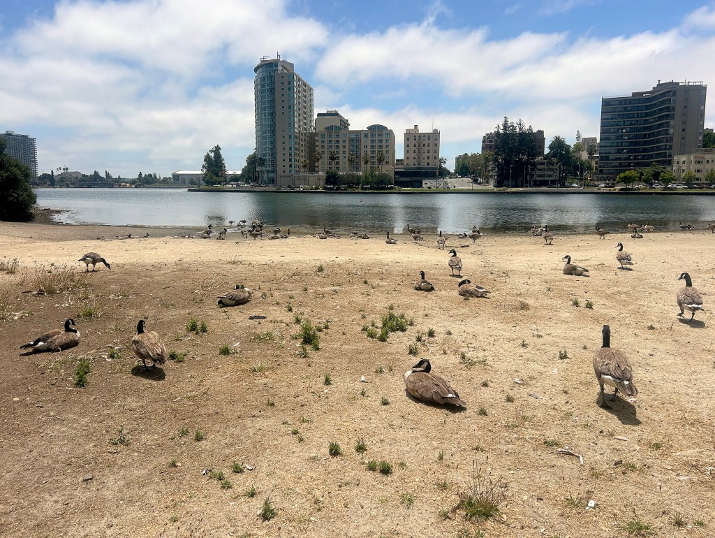 A flock of geese rests on a dry, sandy shore beside a calm lake, with modern city buildings visible across the water under a partly cloudy sky.