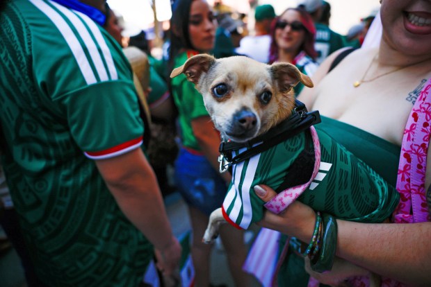 Dolly, a 6-year-old Chihuahua, attends a World Cup watch party at San Pedro Square Market in San Jose, Calif., on Tuesday, June 11, 2026. (Shae Hammond/Bay Area News Group)