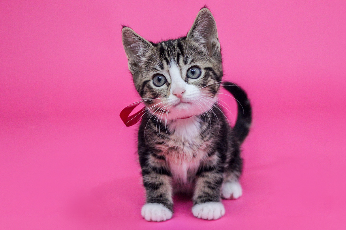 Mai Tai is the Berkeley-East Bay Humane Societyâs pet of...