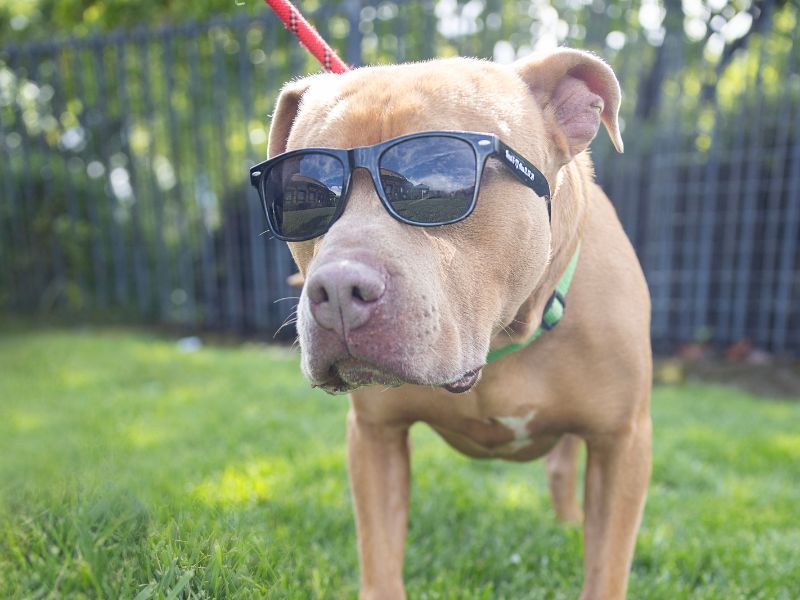 Praline is the pet of the week at the East...