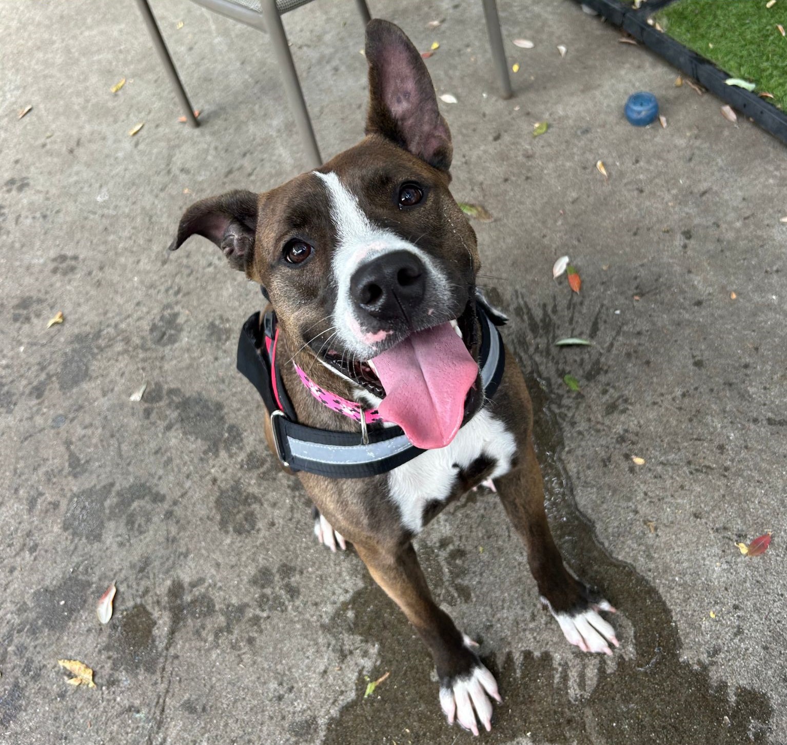 Alice is Friends of the Alameda Animal Shelterâs pet of...