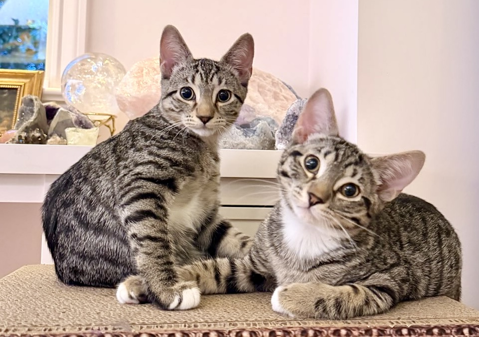 Dolce and Christian are the pets of the week with...