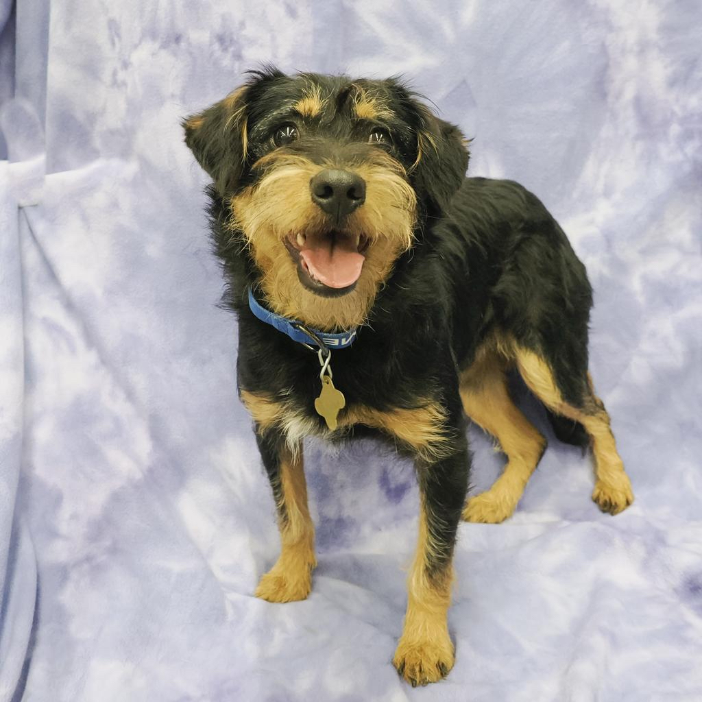 Orville is Milo Point Richmondâs pet of the week. (photo...