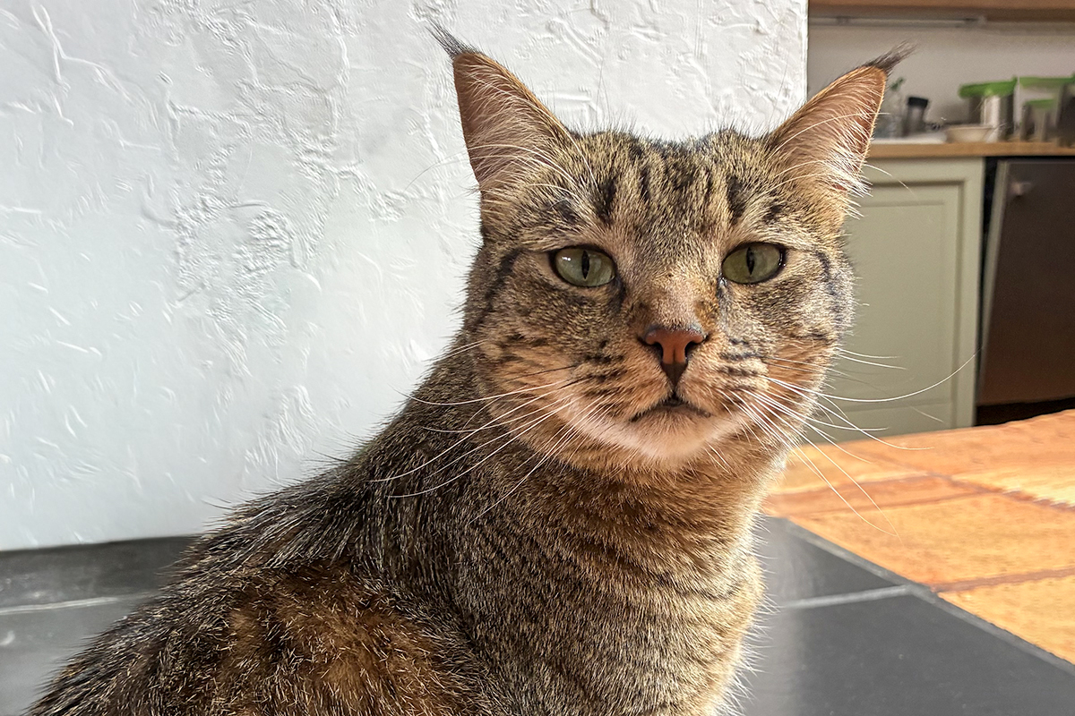 Wiley is the Berkeley-East Bay Humane Societyâs pet of the...