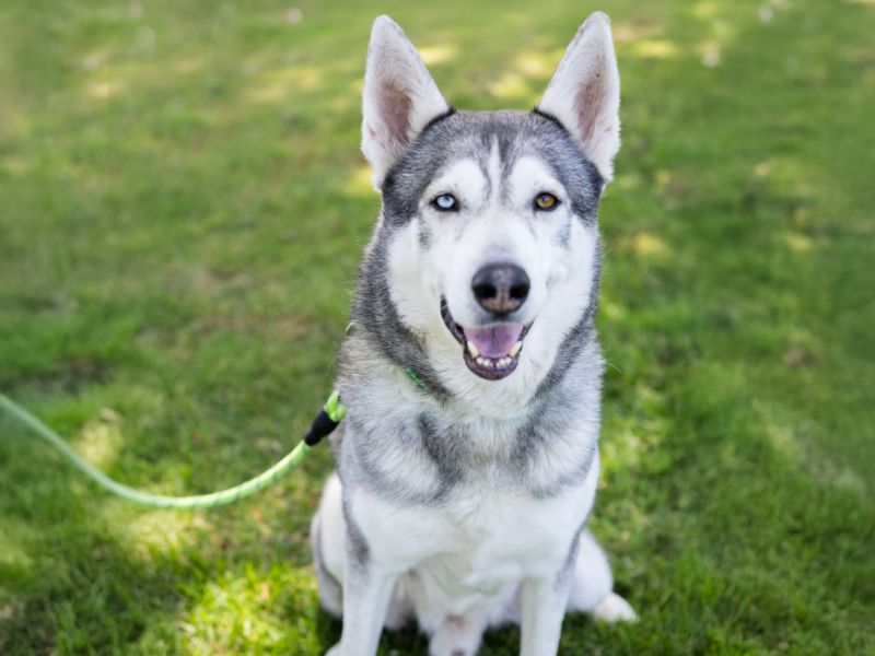 Wiley is the Berkeley-East Bay Humane Societyâs pet of the...