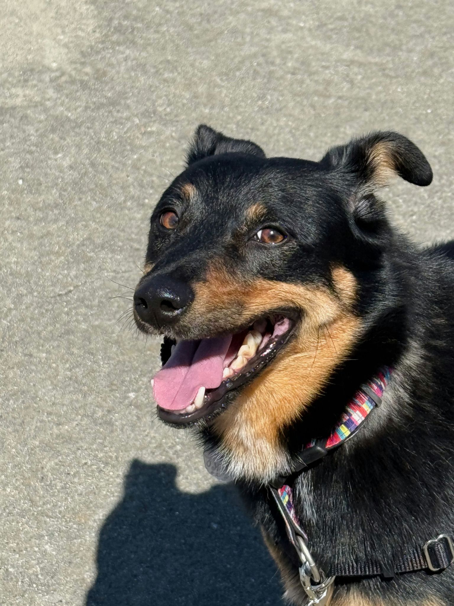 Oona is Friends of the Alameda Animal Shelterâs pet of...