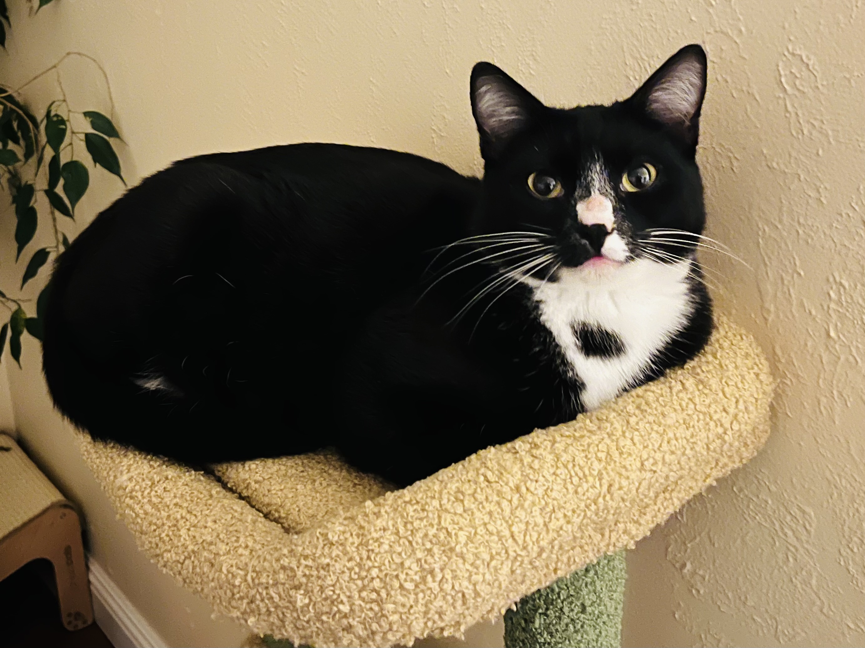 Oreo is the pet of the week with Community Concern...
