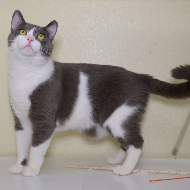 Tommy is Milo Point Richmondâs pet of the week. (photo...