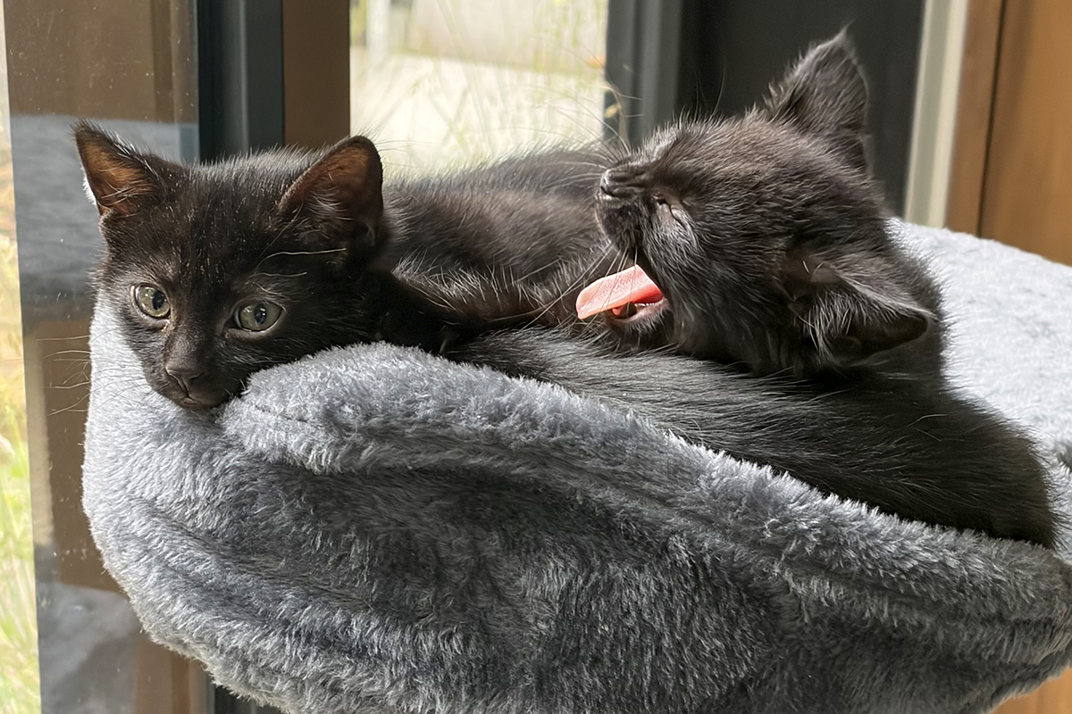 Tommy and Chuckie are the Berkeley-East Bay Humane Societyâs pets...