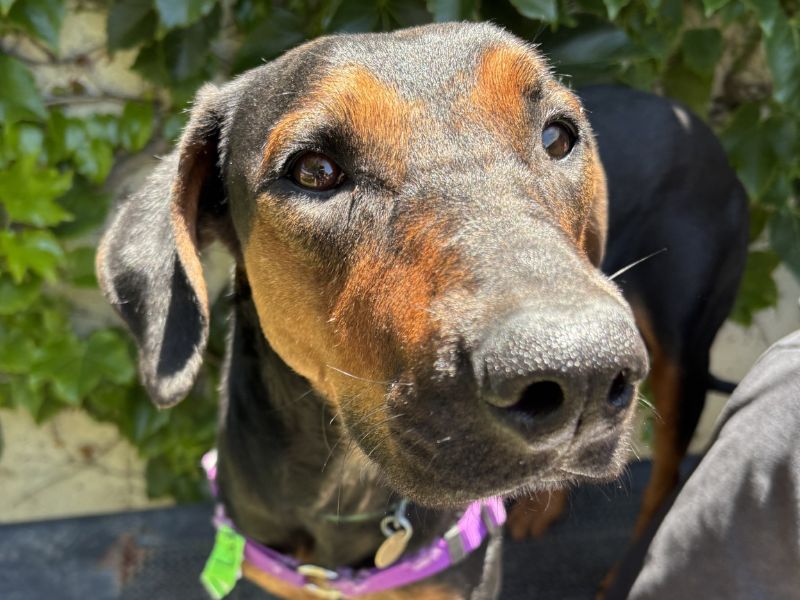 Ladybug is the pet of the week at the East...