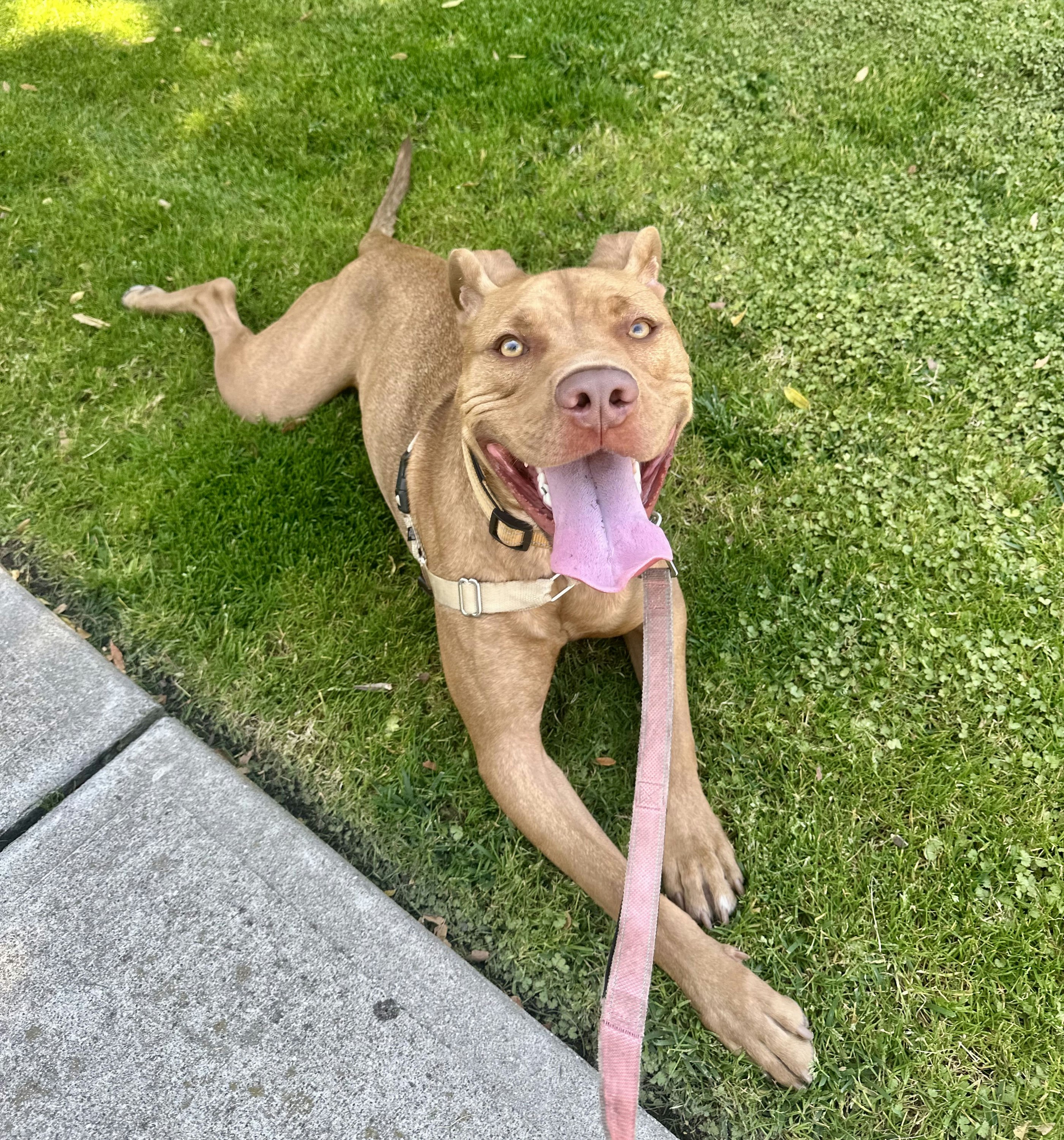 Sandman is Friends of the Alameda Animal Shelterâs pet of...