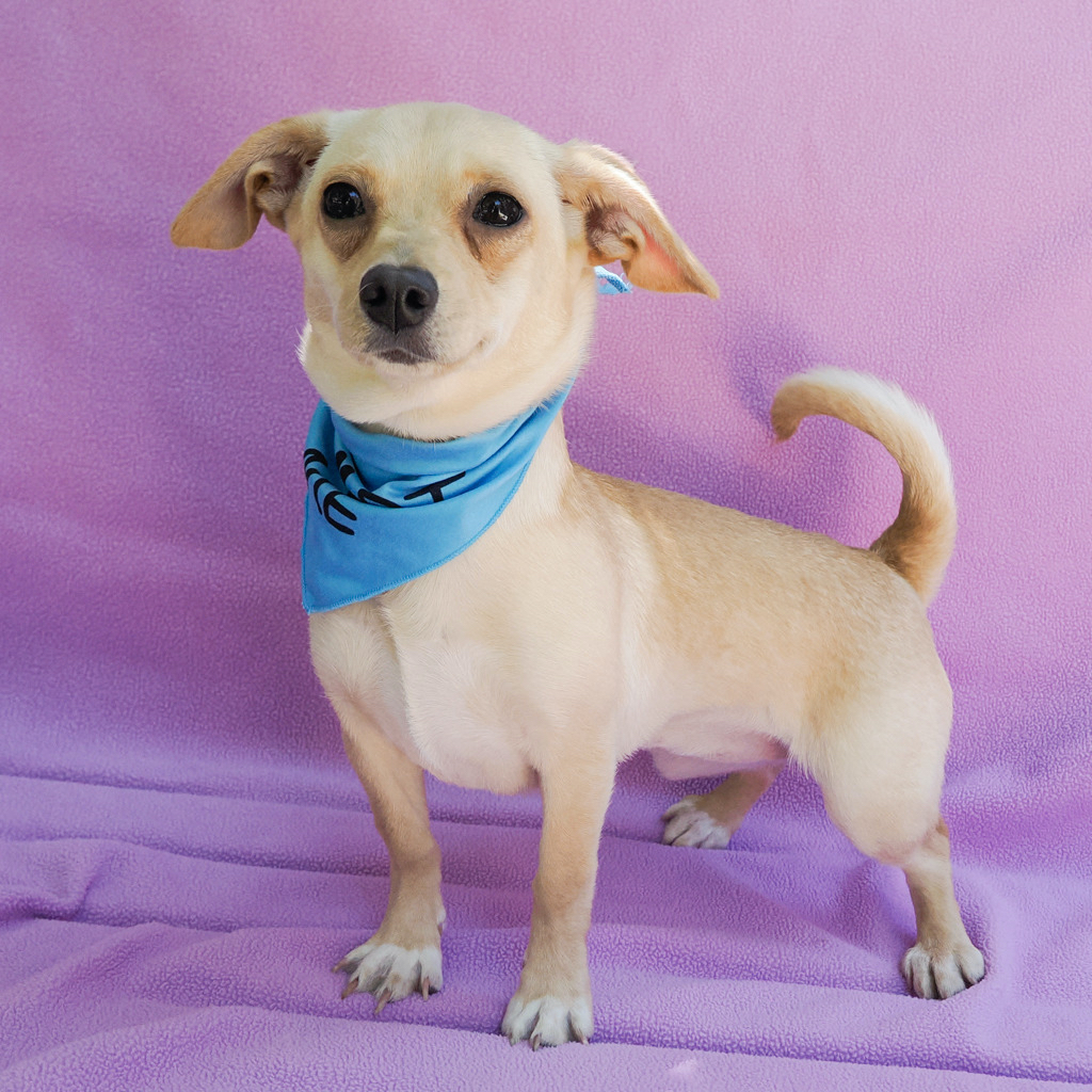 Mimi is Milo Point Richmondâs pet of the week. (photo...