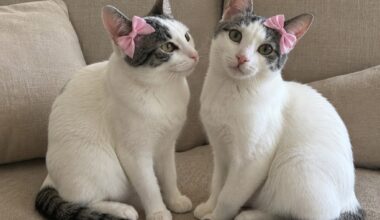 East Bay pets of the week for July 3
