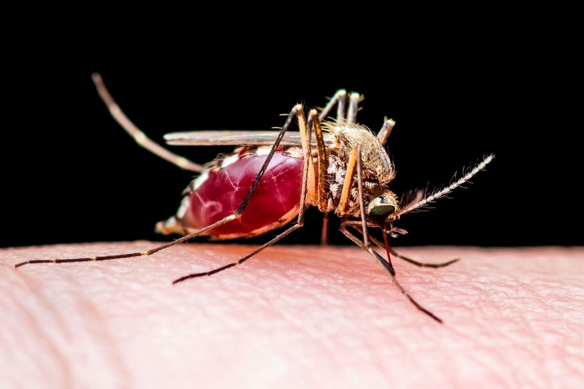 Long Beach health officials confirm state's first human case of West Nile virus this year