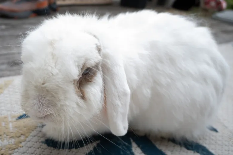white bunny
