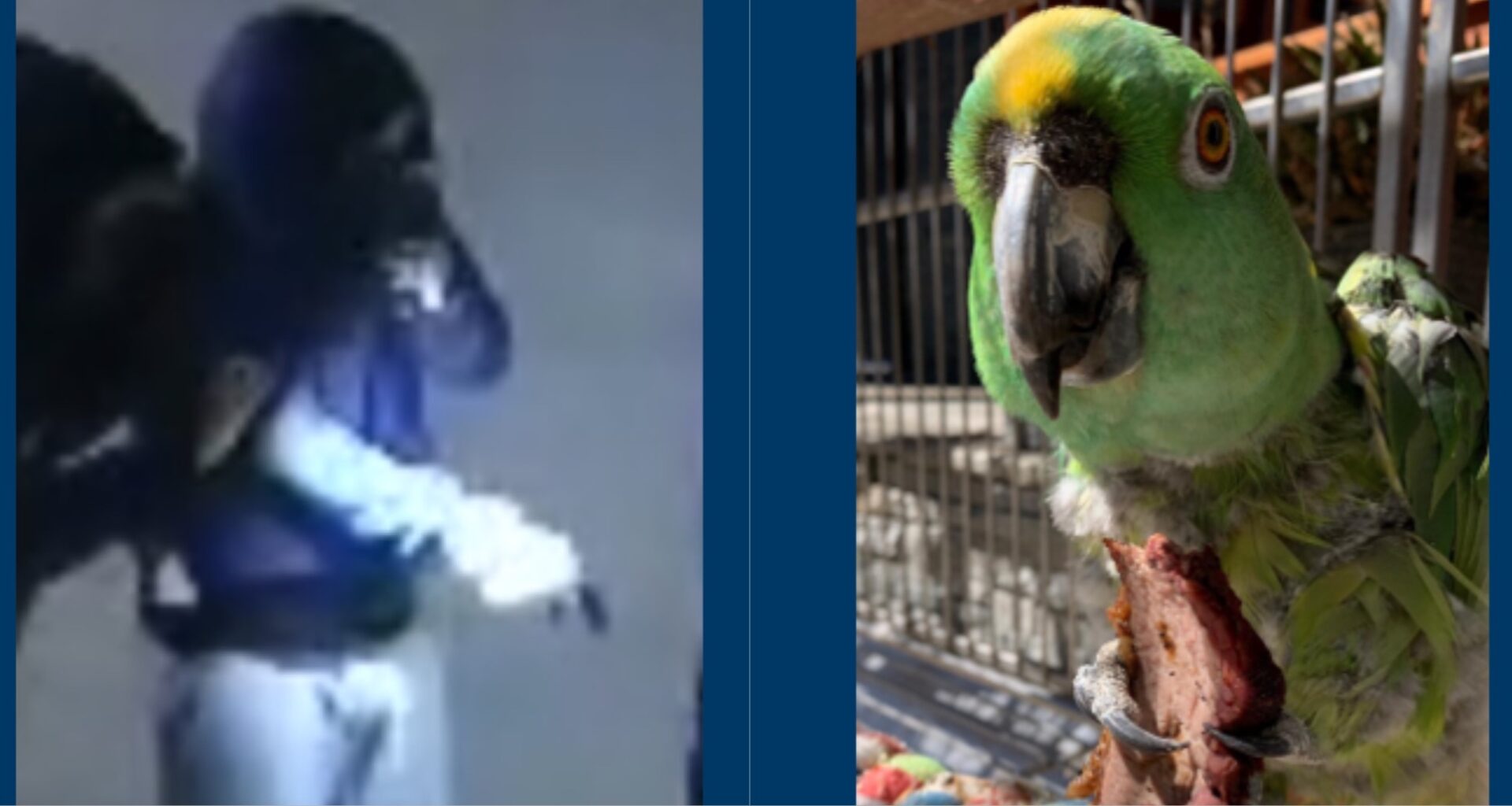 Police Seeks Public’s Help After Rare Parrot Stolen from Long Beach Home