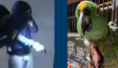 Police Seeks Public’s Help After Rare Parrot Stolen from Long Beach Home