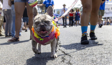 Long Beach residents can temporarily shelter dogs during Foster the Fourth