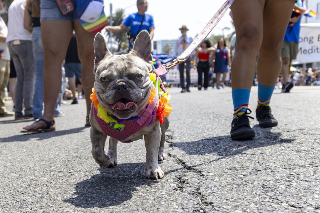Long Beach residents can temporarily shelter dogs during Foster the Fourth