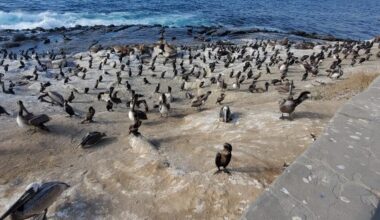 Local study collects data on seabirds around La Jolla Cove – San Diego Union-Tribune