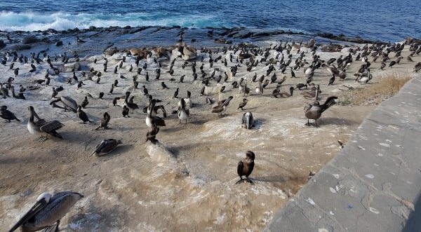 Local study collects data on seabirds around La Jolla Cove – San Diego Union-Tribune