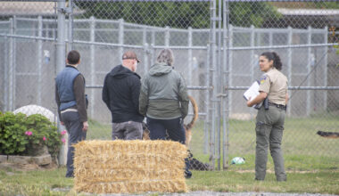 Sacramento County Seeks Dogs Sent to Rescue Under Investigation for Animal Abuse