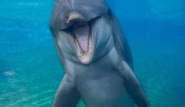 ‘Dottie’ SeaWorld San Diego dolphin dies at 39 – NBC 7 San Diego