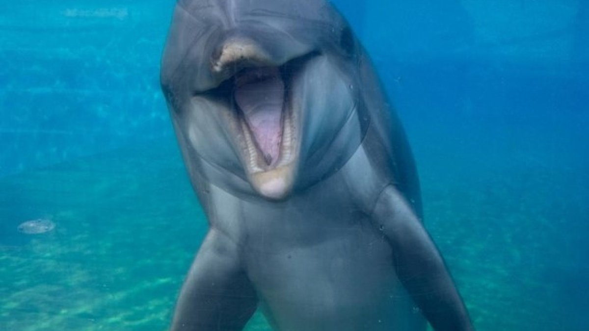 ‘Dottie’ SeaWorld San Diego dolphin dies at 39 – NBC 7 San Diego