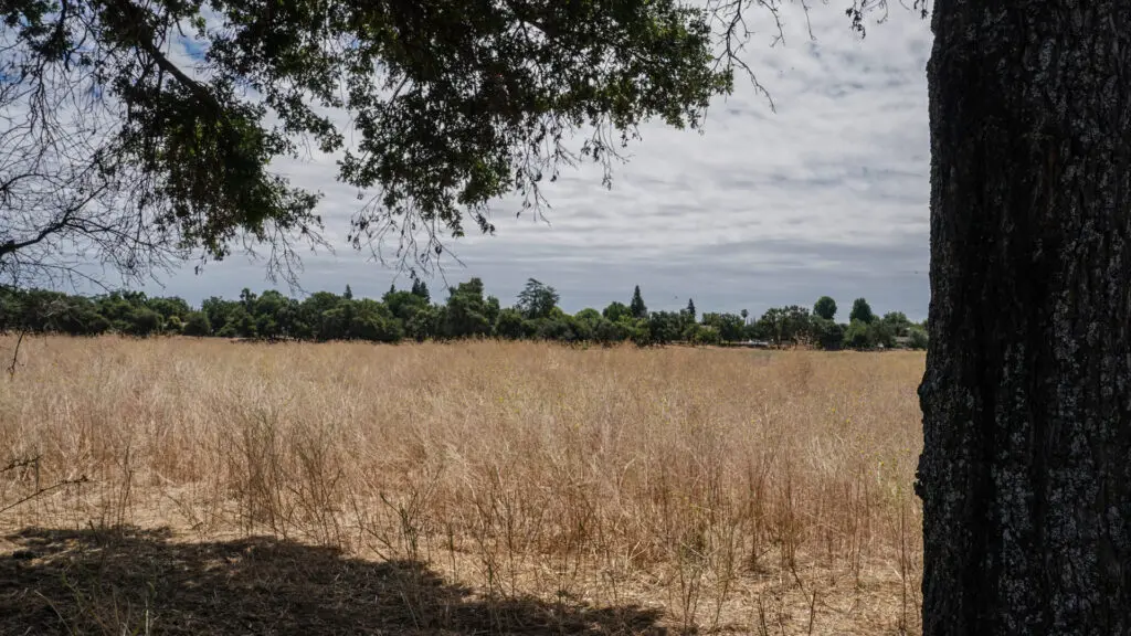 Dry field