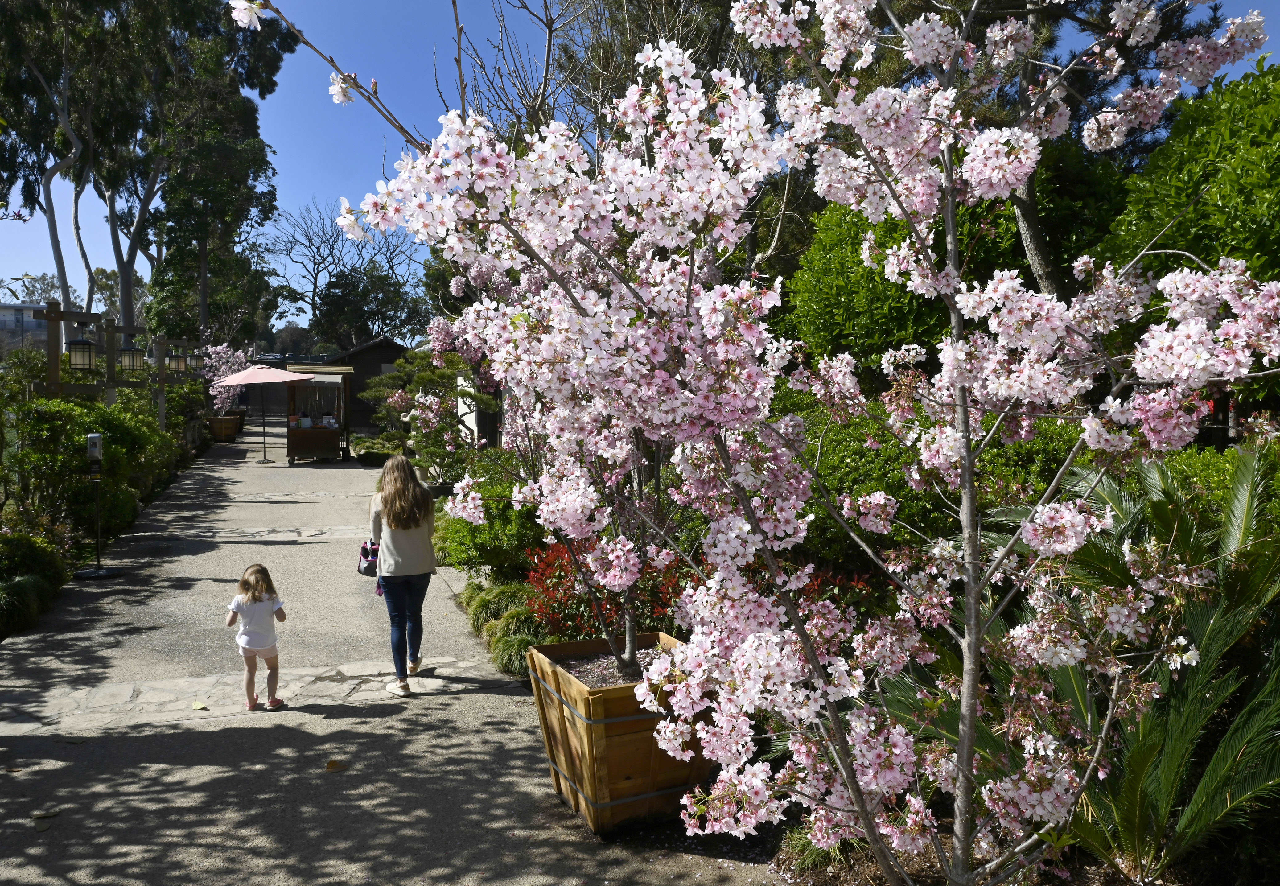 Cherry blossom trees are blooming at the Earl Burns Miller...