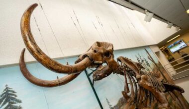 Michigan mastodon to find new ‘habitat’ at Cranbrook Institute of Science